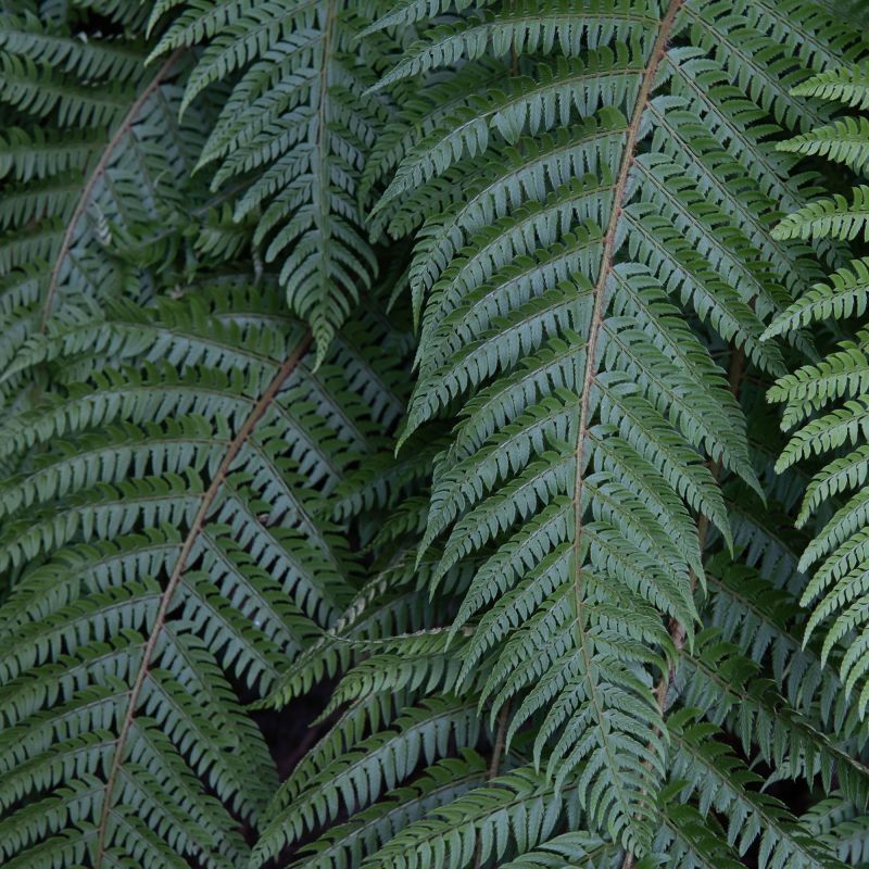 Polystichum Braunii Fern Hero