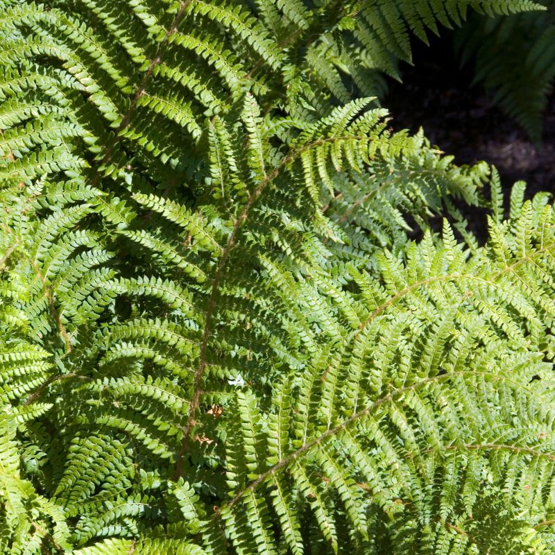Polystichum Polyblepharum Fern Hero