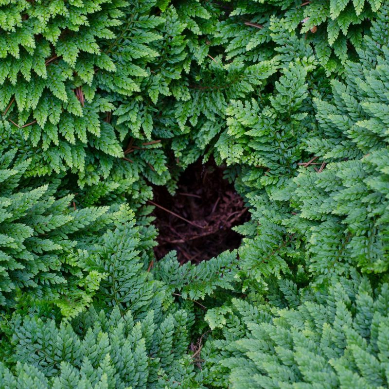 Polystichum Setiferum Plumoso Densum Fern Hero