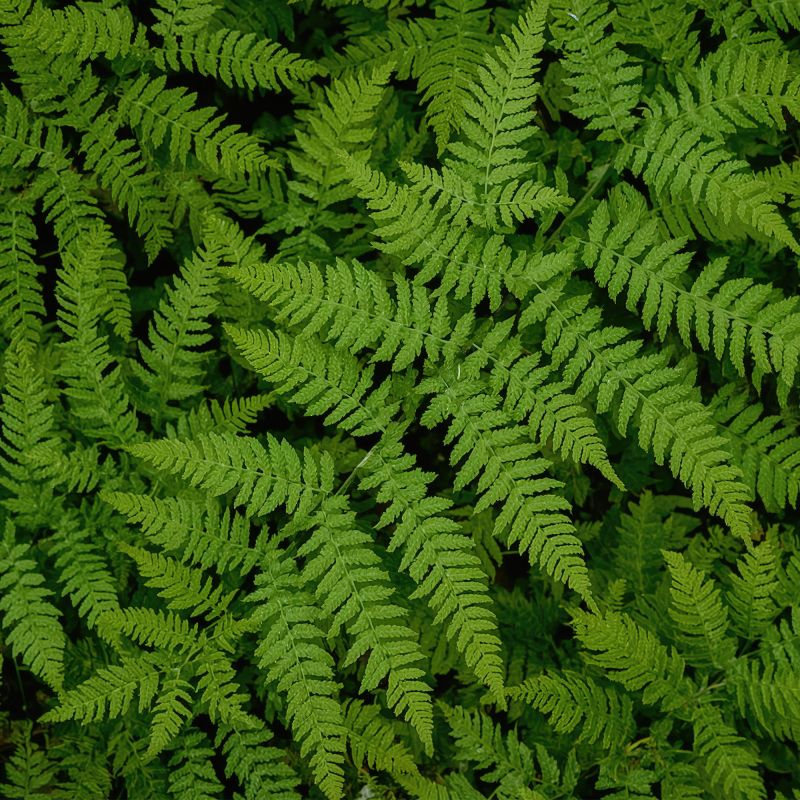 Polystichum Tsussimense Fern Hero