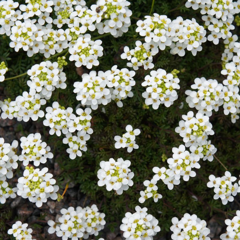 Pritzelago Icecube Perennial Hero