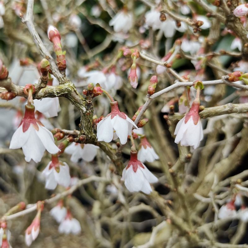 Prunus Kojo No Mai Shrub Hero