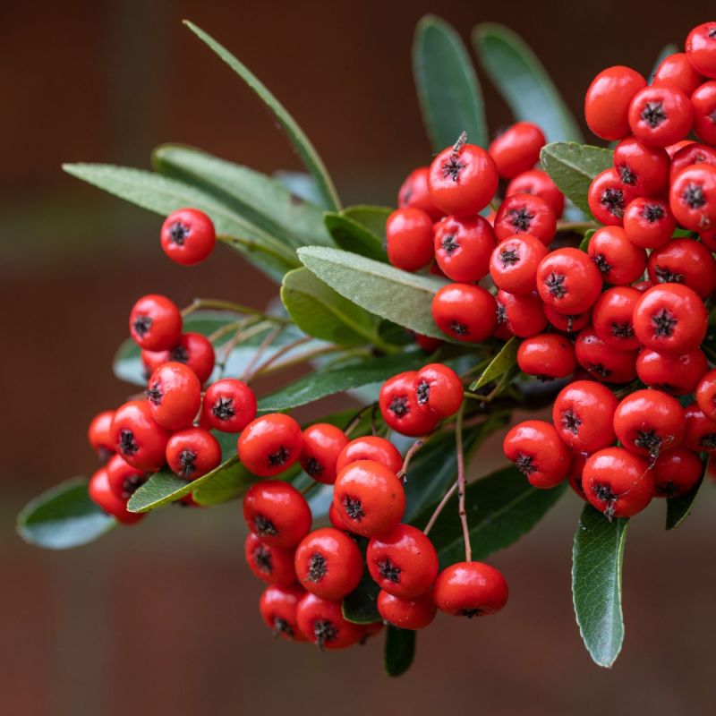 Pyracantha Saphyr Red 3LD - 3L Pot Hero
