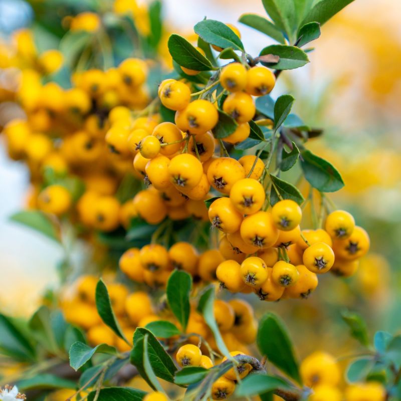 Pyracantha Saphyr Yellow 3LD - 3L Pot Shrub Hero
