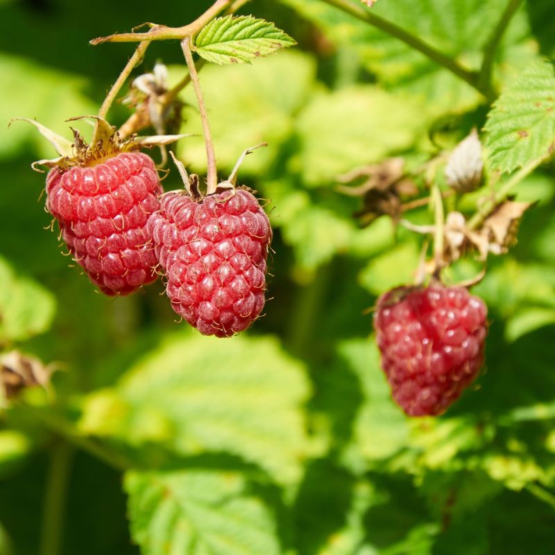 Raspberry 'Cascade Delight' - 3L Pot hero