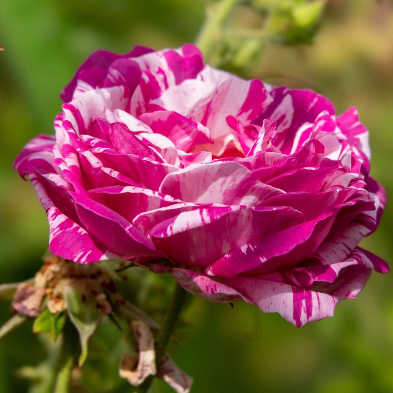 Raspberry Cream Twirl rose hero