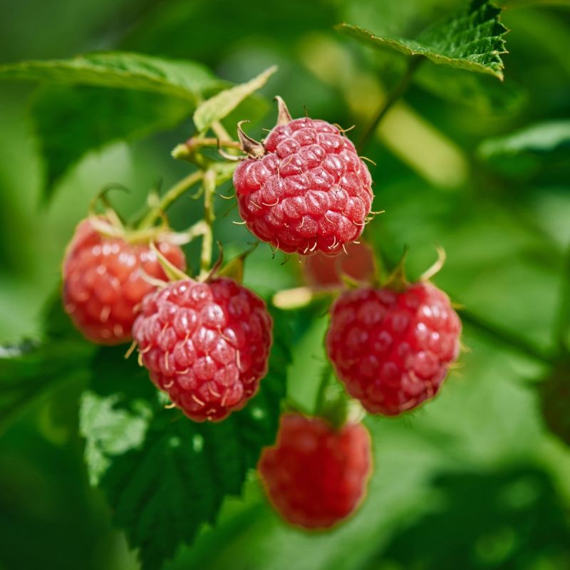 Raspberry 'Malling Promise' - 3L Pot Hero
