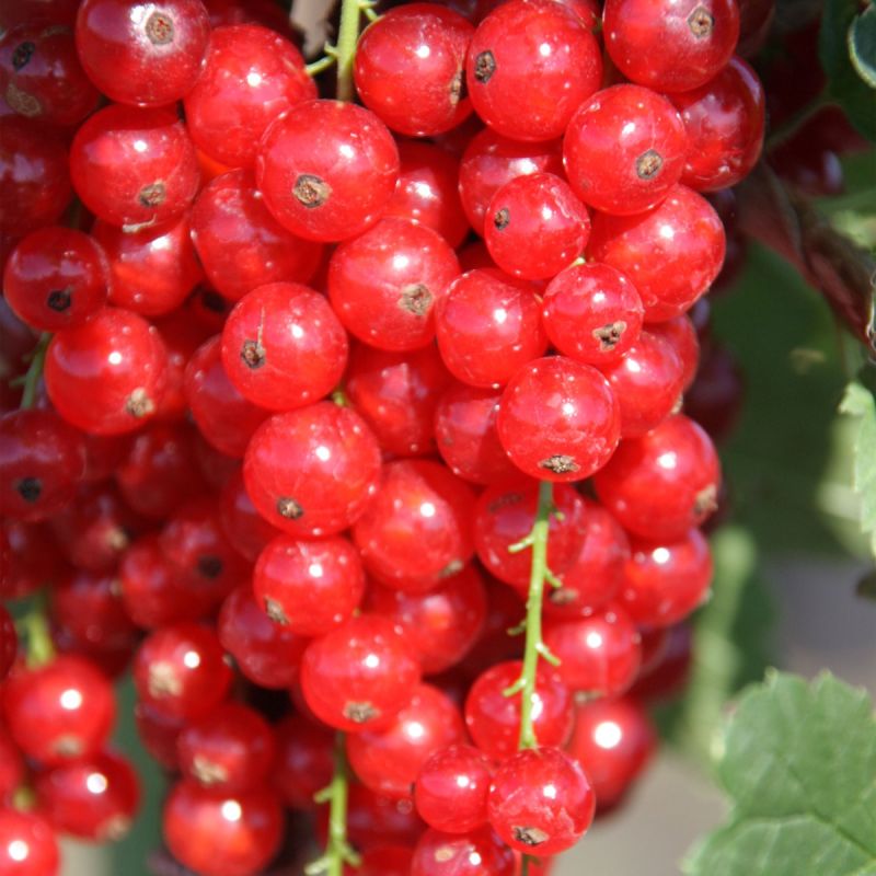 Ribes rubrum 'Rosetta' - 3L Pot recurrant hero