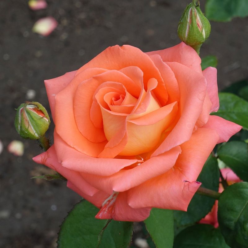 Redova Rose Hero