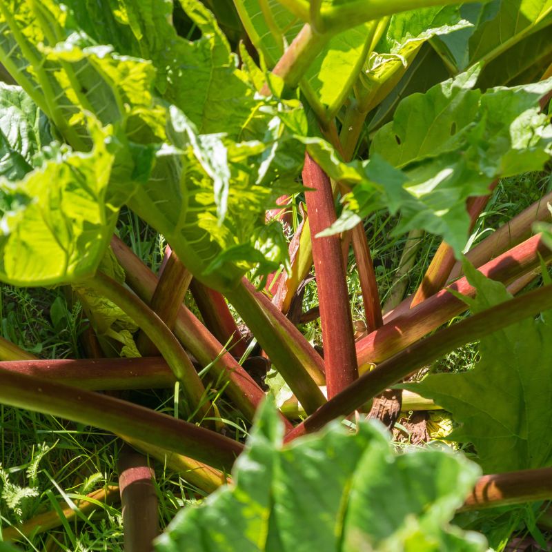 Rheum Palmatum Perennial Hero