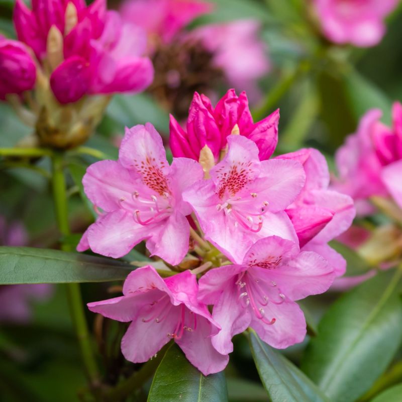 Rhododendron 'Bloombux Magenta' 5l hero