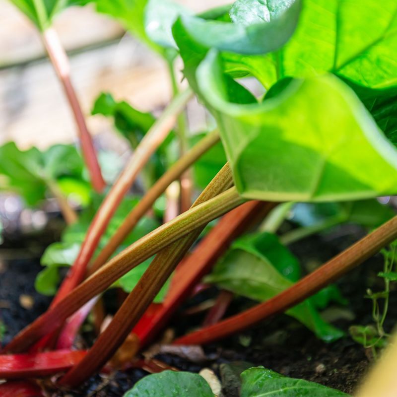 Rhubarb 'Champagne' - 3L Pot Hero