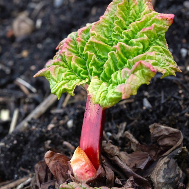 Rheum x hybridum 'Timperley Early' - 3L Pot hero