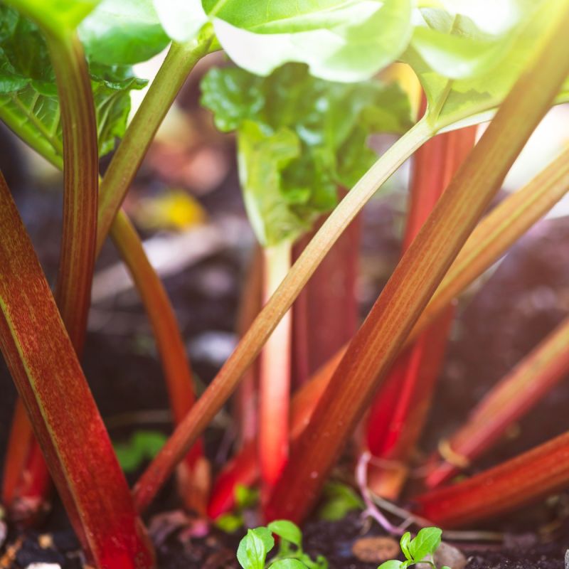 Rhubarb 'Victoria' - 3L Pot hero