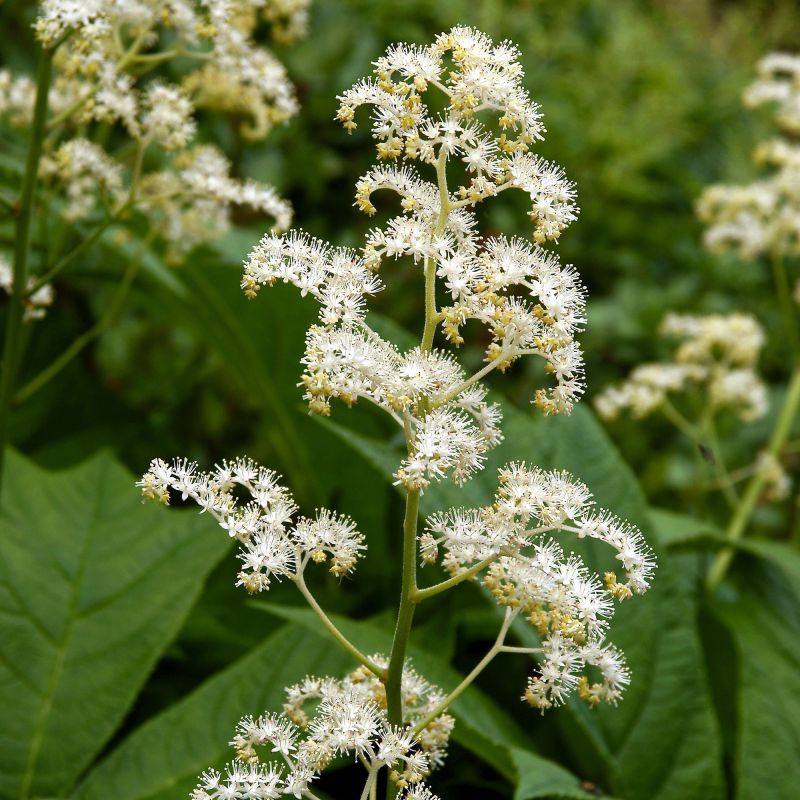 Rodgersia Aesculifolia Perennial Hero