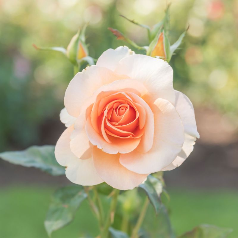 Rosa Floriana Roses Hero