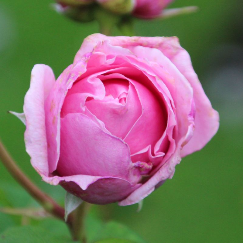 Rosa Princess Claire Of Belgium Roses Hero