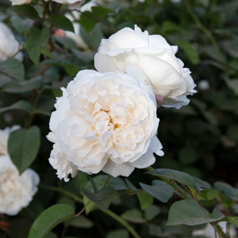 Rosa Sea Foam Roses Hero