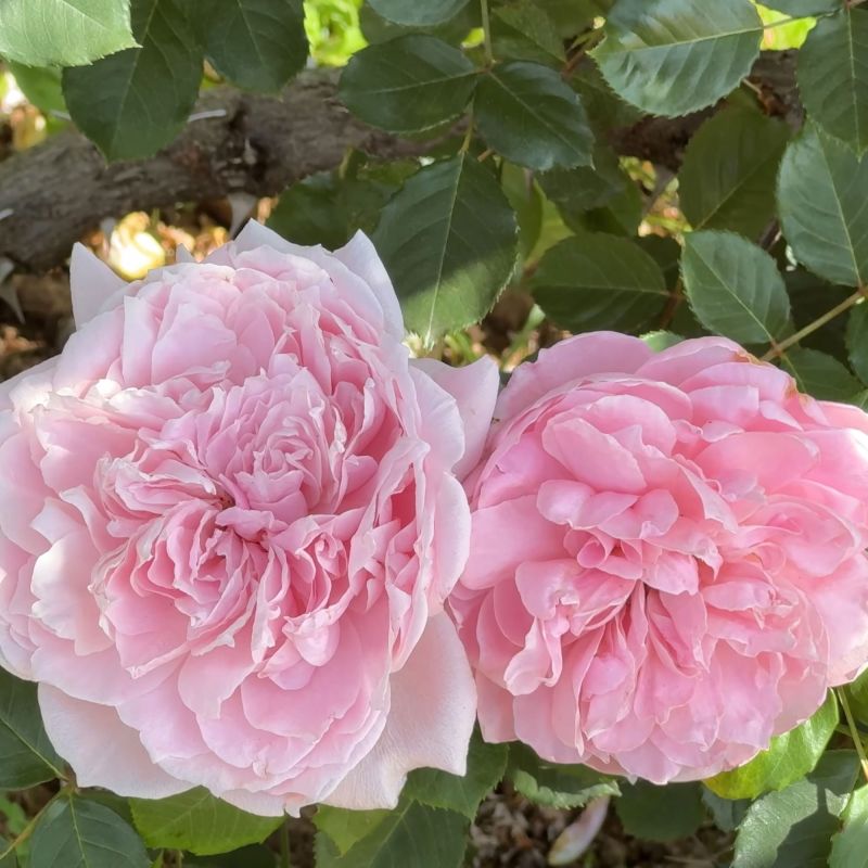 Rosa The Fairy Roses Hero