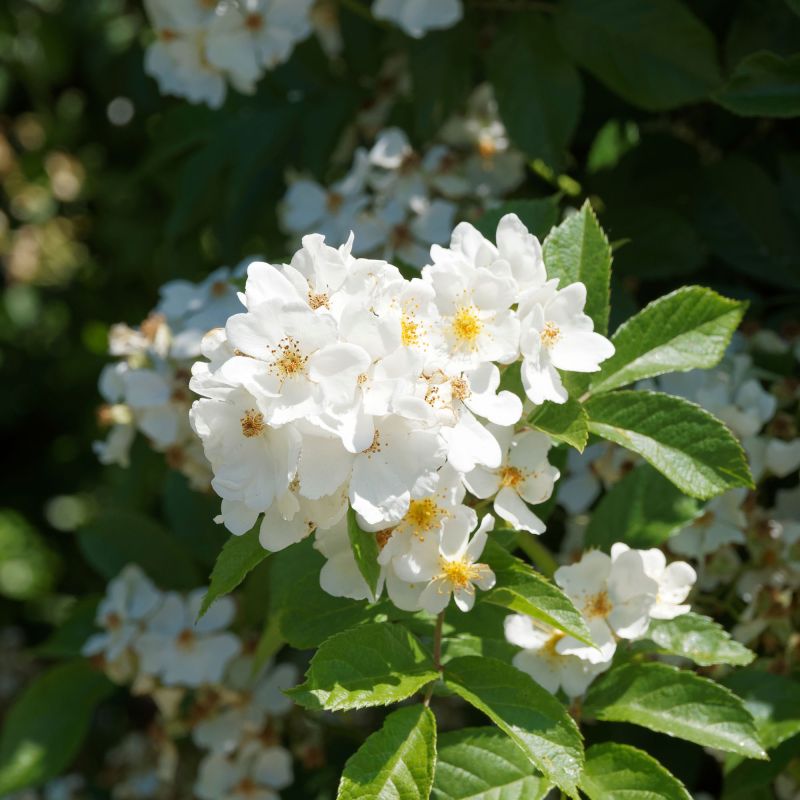 Rosa Wedding Rose Roses Hero