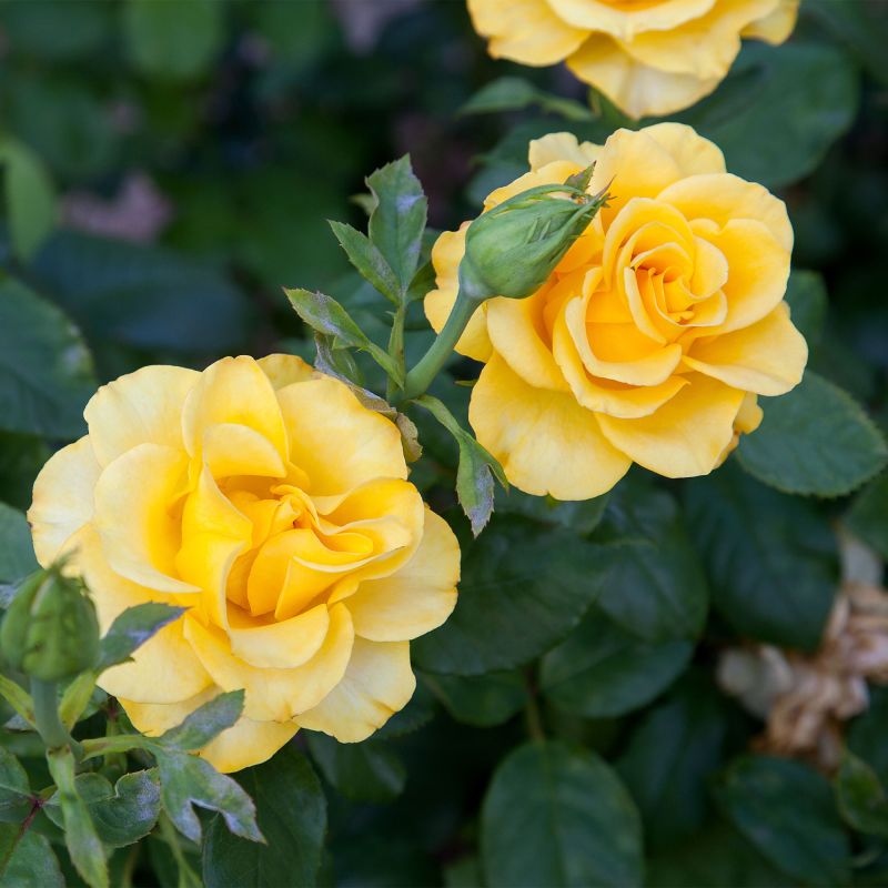 Rose Bush Anniversary Wishes Roses Hero