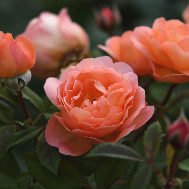 Flower Carpet Rose Coral 3L Pot Hero
