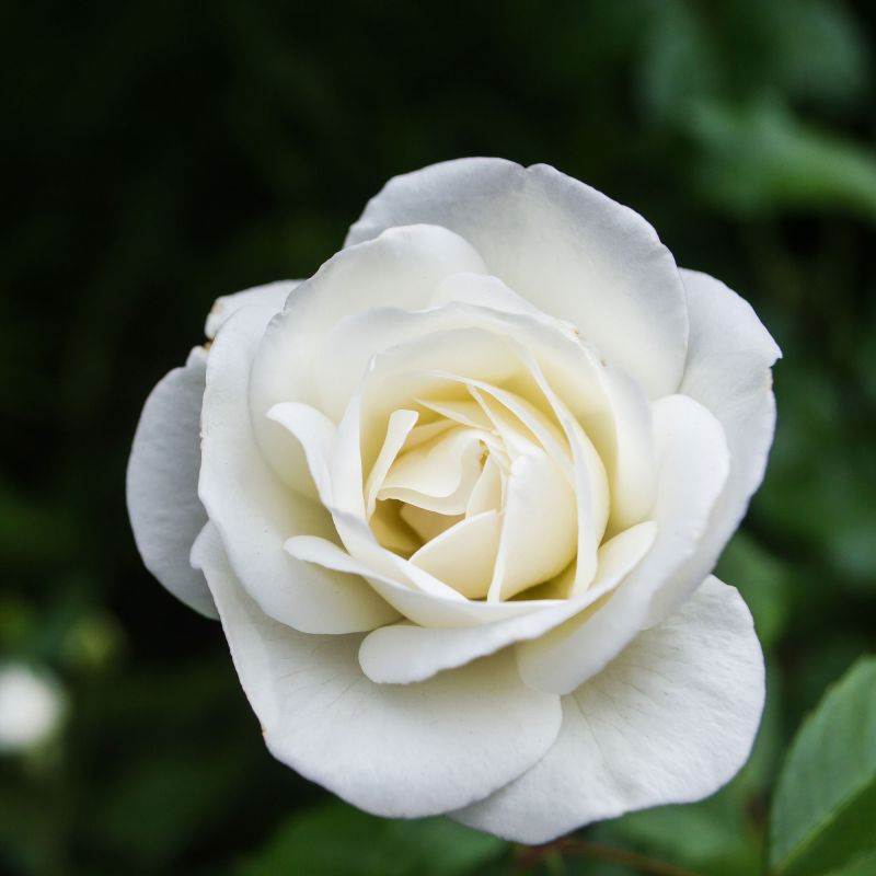 . Rose Diamond Days Forever Single