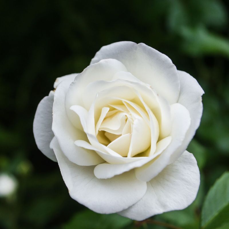 Eisa Courtyard Climbing Rose 4L Pot hero
