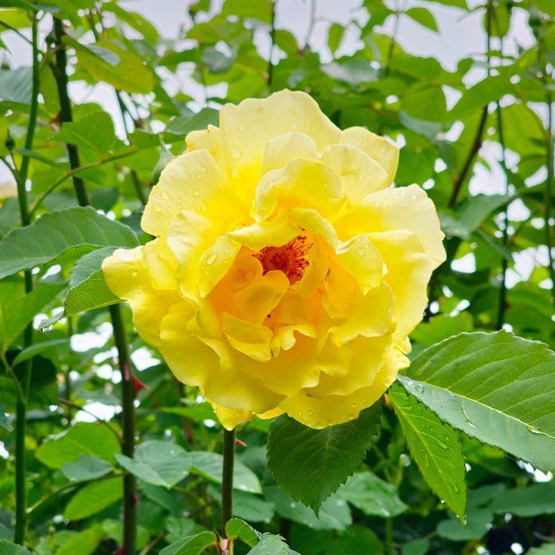 Rose Golden Showers Roses Hero