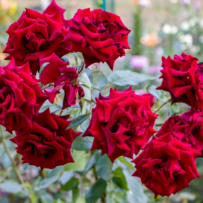 Rosa 'Grand Award' - 5L Pot group