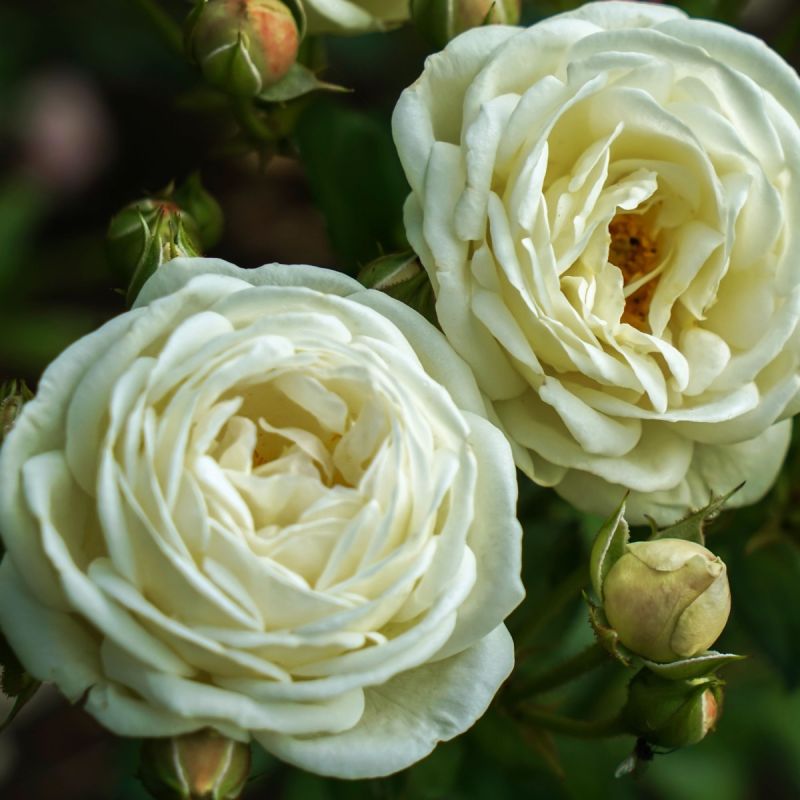 Bush Rose Lemon and Lime 3L Pot Hero