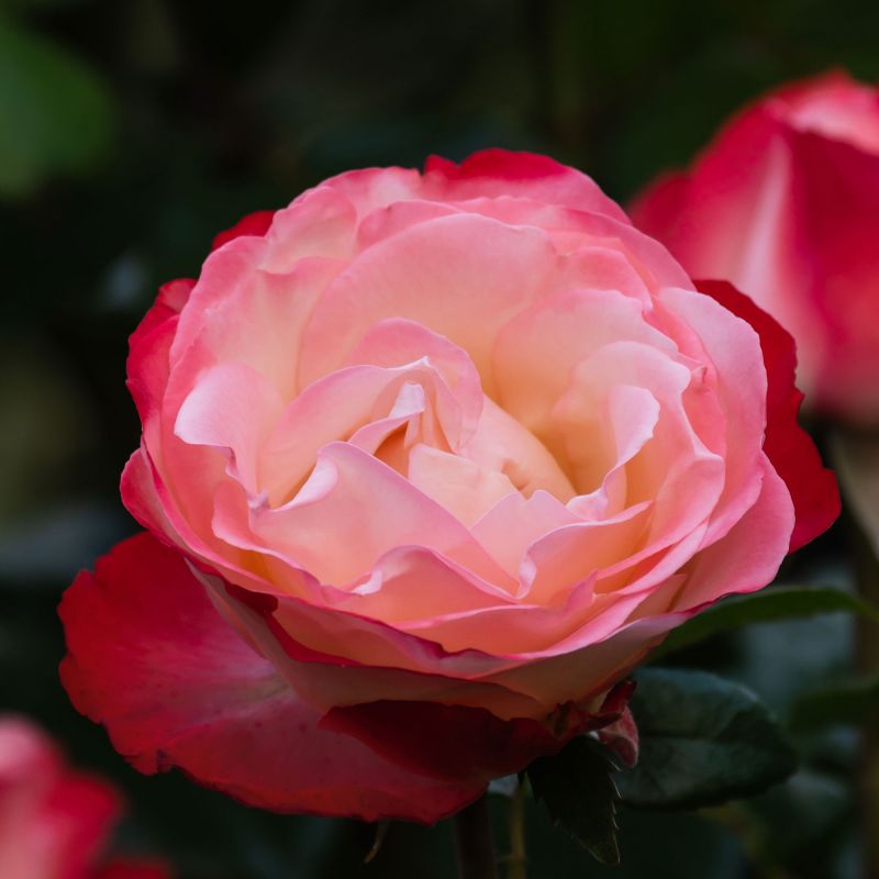 Rose Nostalgia Hero