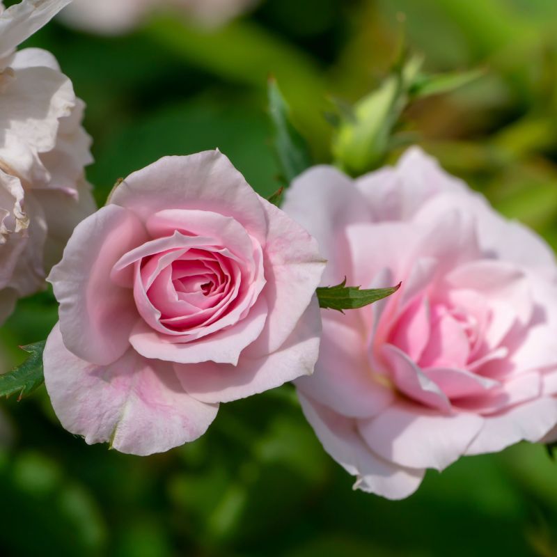 Rose Porcelain Parfuma Roses Hero