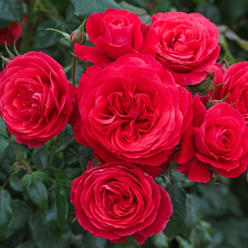 Flower Carpet Rose Cherry 3L Pot
