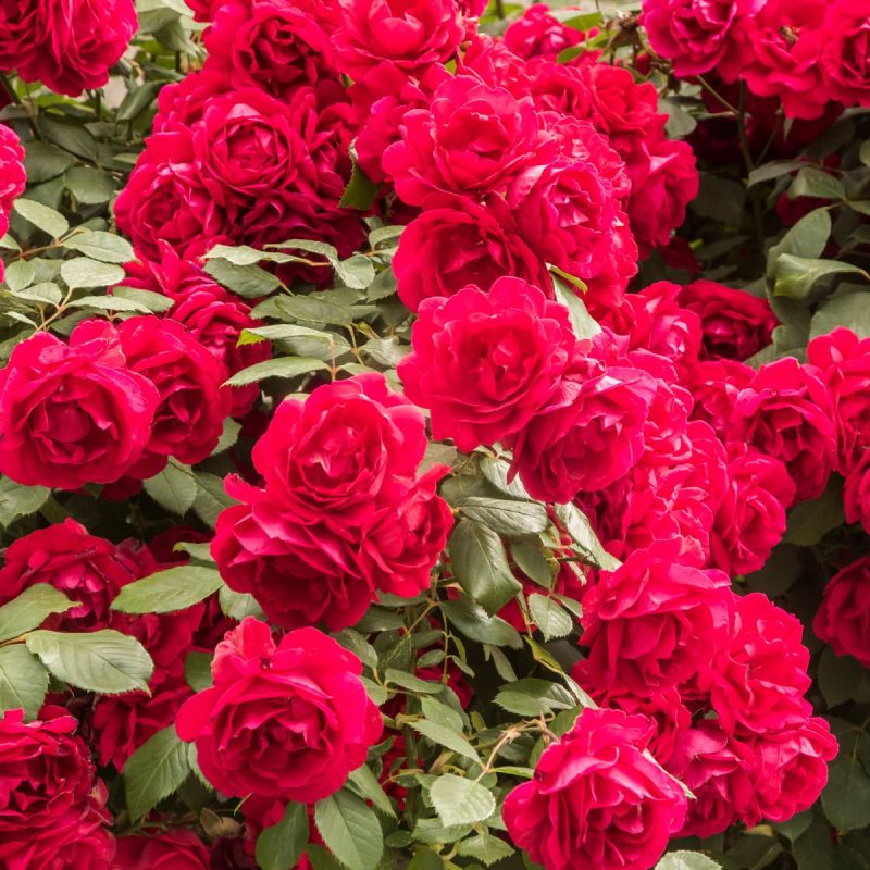 Flower Carpet Rose Scarlet  3L Pot Hero