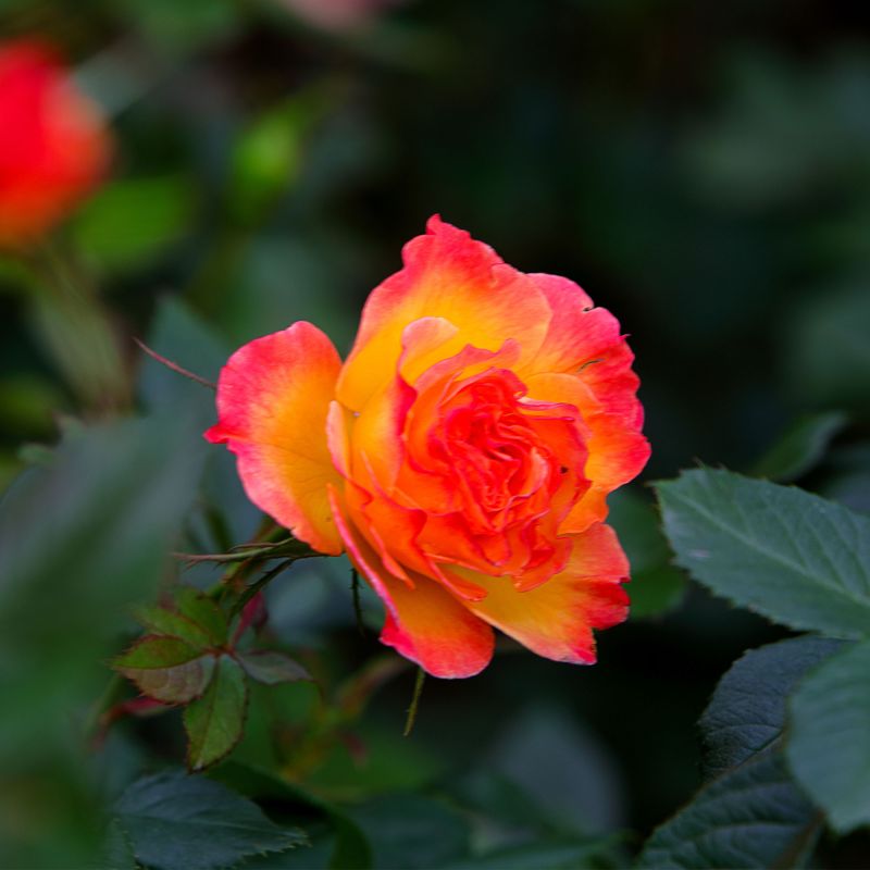 Rose Summer Of Love Roses Hero