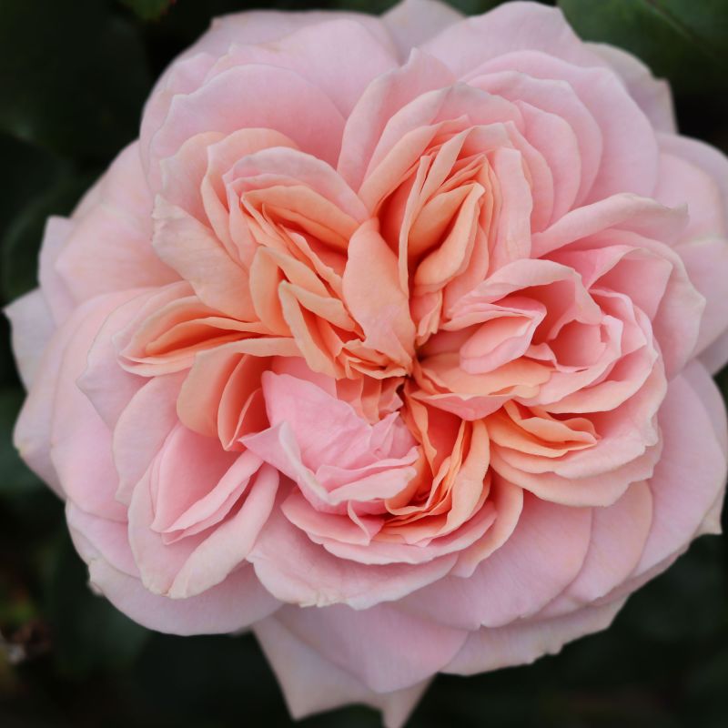 . Rose Sweet Romantica Lifestyle