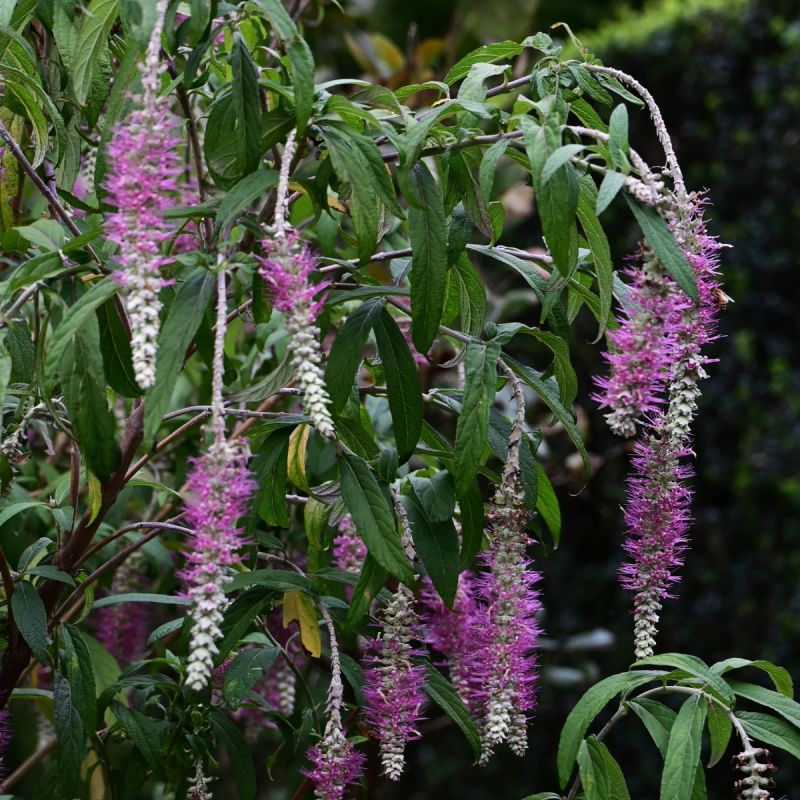 rostrinucula-dependens-shrub-hero
