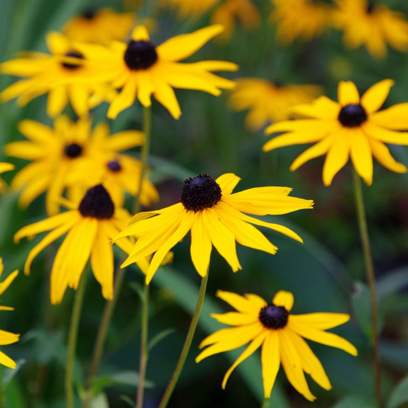 Rudbeckia Fulgida Deamii Perennial Hero