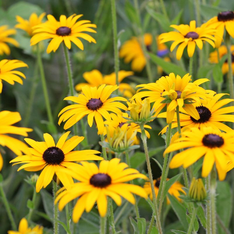 Rudbeckia Fulgida Goldsturm Perennial Hero
