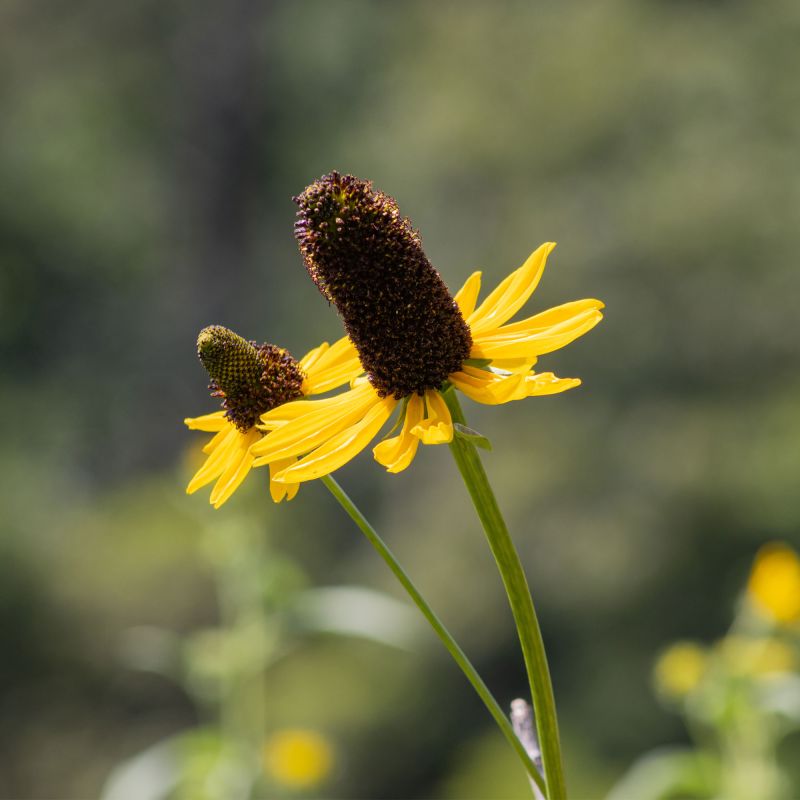 Rudbeckia Maxima Perennial Hero