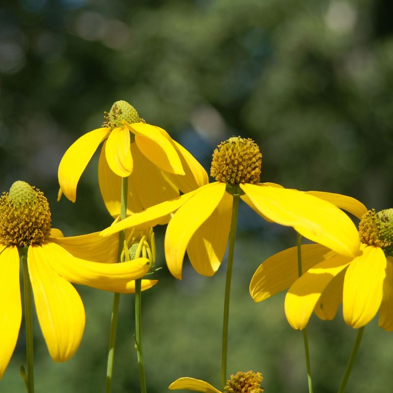 Rudbeckia Nitida Herbstsonne Perennial Hero