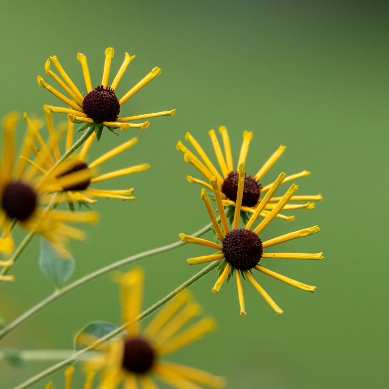 Rudbeckia Subtomentosa Henry Eilers Perennial Hero