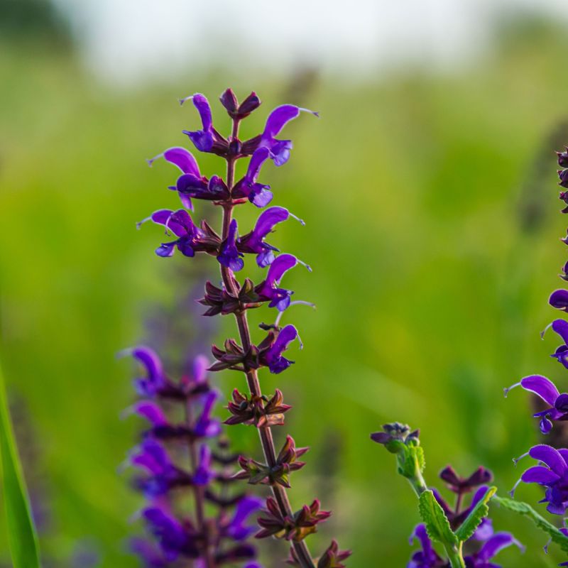 Salvia Cardonna Perennial Single