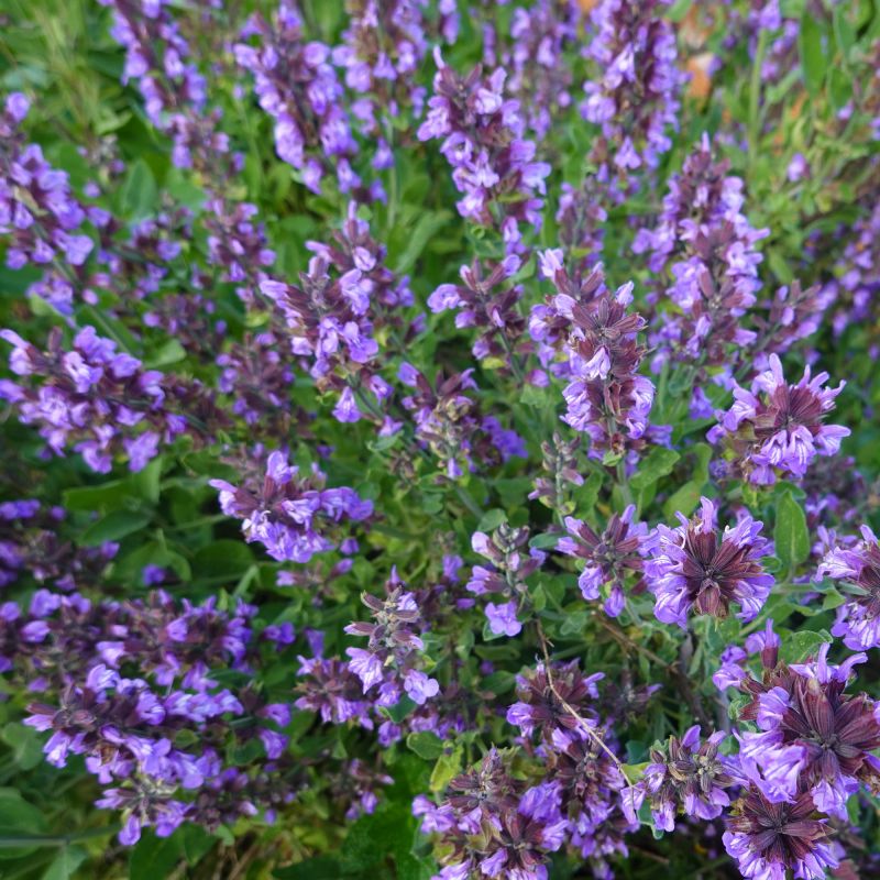 Salvia Mainacht Perennial Hero
