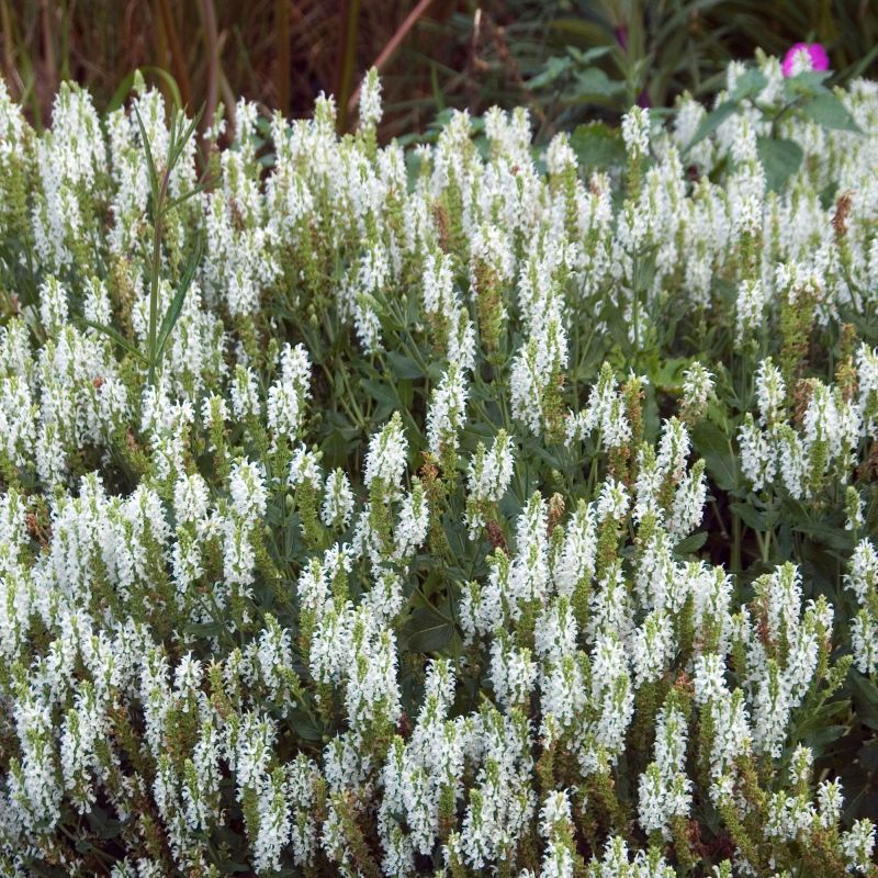 Salvia Schneehugel Perennial Full