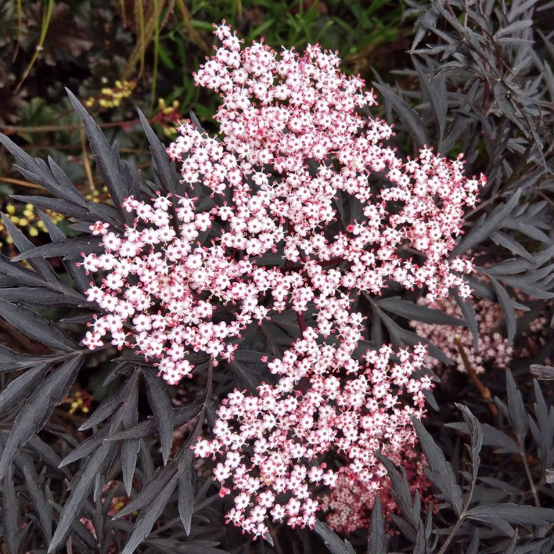 Sambucus 'Black Lace' - 10L Pot hero