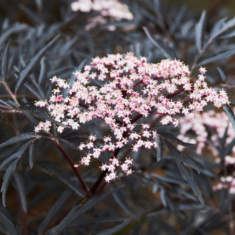 Sambucus 'Black Lace' - 3L Pot Hero