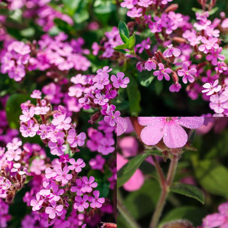 Saponaria Bressingham Pink Perennial Hero