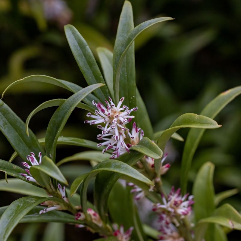 Sarcococca Hookeriana Winter Gem Close Single